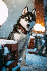 Siberian Husky